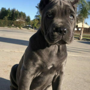 how much does a cane corso puppy cost