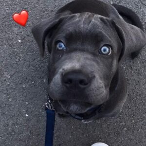 american cane corso puppies for sale