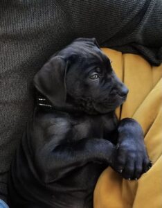 mini cane corso
