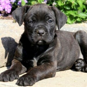 cane corso puppies for sale tacoma wa