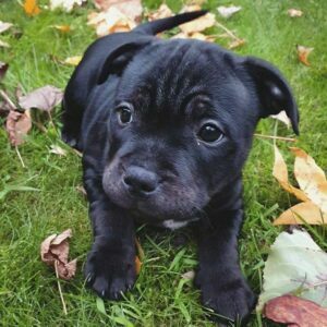 pitbull cane corso mix