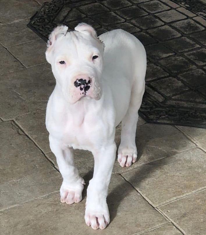 cane corso white puppy