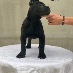 cane corso dogs for sale