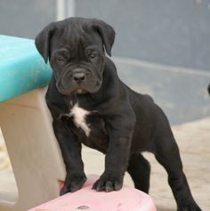 cane corso puppies for sale in texas