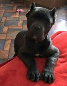 cane corso breeders florida