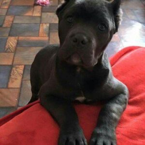 cane corso breeders florida