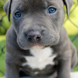 cane corso puppy for sale