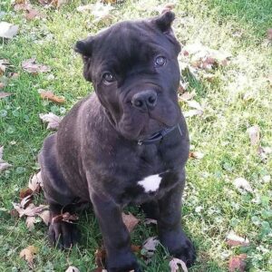 cane corso puppies oregon