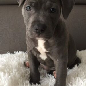 xl cane corso puppies for sale