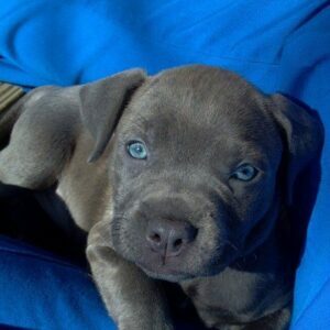 cane corso rottweiler mix