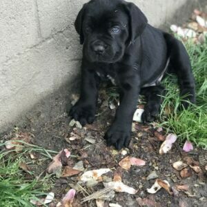 mini cane corso puppies for sale