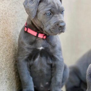 cane corso puppies for sale seattle
