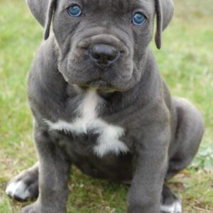 cane corso puppies for sale $500