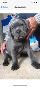 how much is a cane corso puppy how much is a cane corso puppy