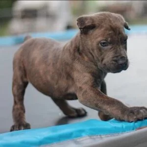 cane corso puppies for adoption near me