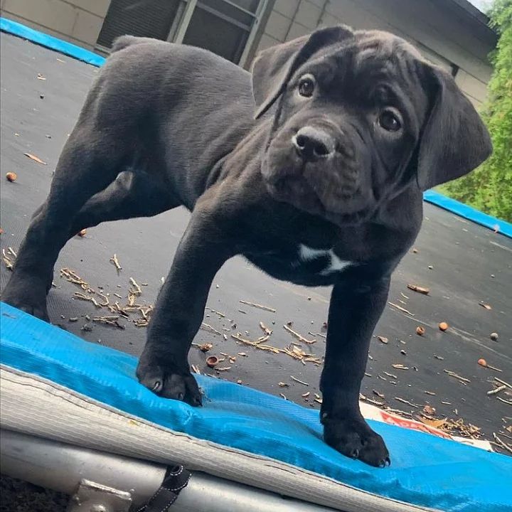 cheap cane corso puppies for sale near me