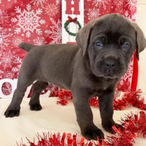 cane corso puppies for sale pennsylvania