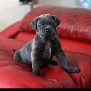 blue cane corso puppies for sale near me