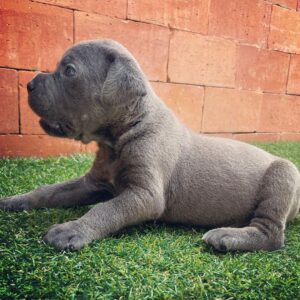 cane corso boerboel mix puppies for sale