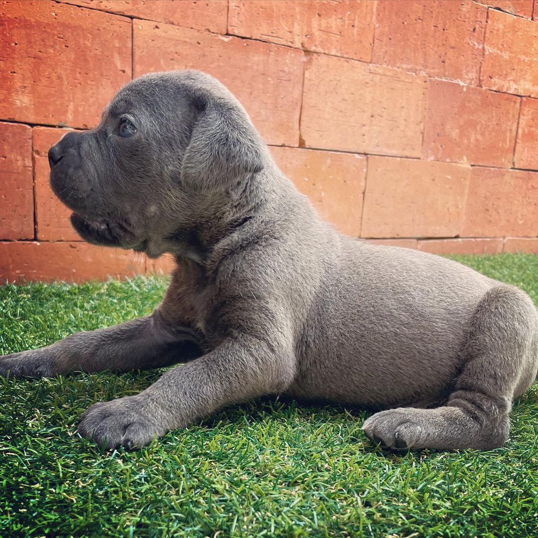 cane corso boerboel mix puppies for sale