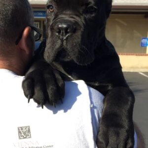 cane corso mastiff puppies