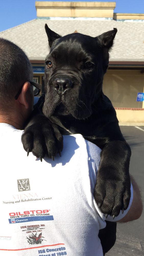 cane corso mastiff puppies