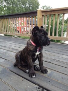 cane corso breeders in michigan