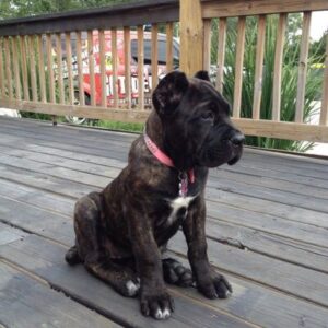 cane corso breeders in michigan