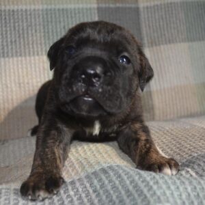 cane corso pitbull mix puppies for sale