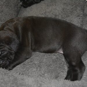 cane corso puppies for sale utah