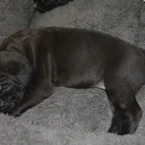 cane corso puppies for sale utah