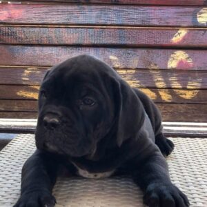 cane corso breeders michigan