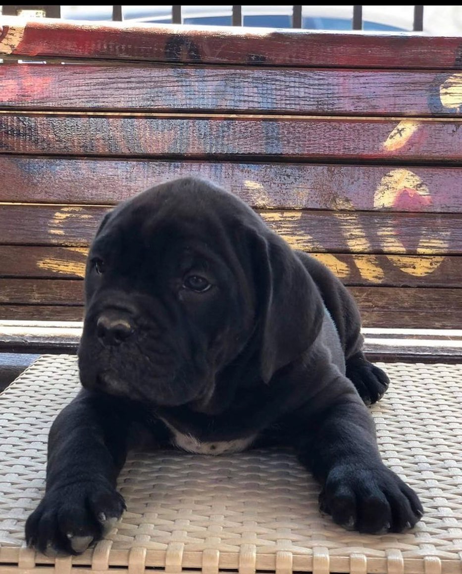 cane corso breeders michigan
