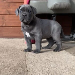 cane corso breeders oregon