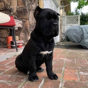 cane corso puppy for sale