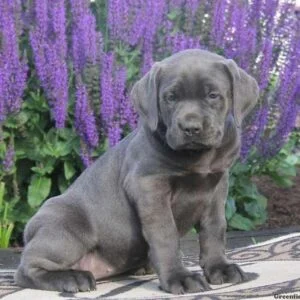 merle cane corso