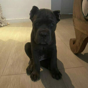 cane corso puppies for sale