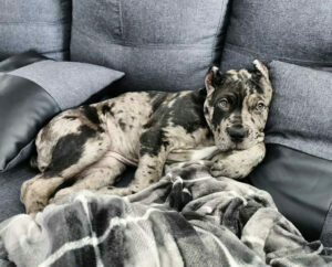 Pitbull cane corso mix 