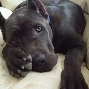 how much are cane corso puppies