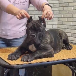 brindle cane corso puppies brindle cane corso puppies