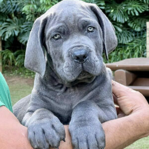 cane corso puppies for sale california