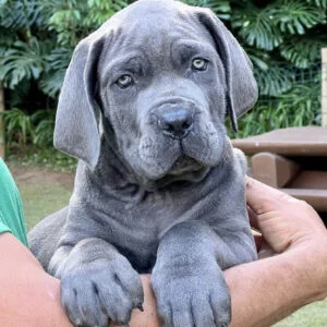 cane corso puppies for sale california