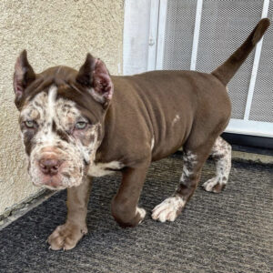 king cane corso dogs