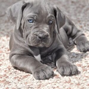 how much is a cane corso