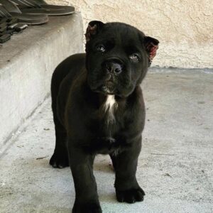 cane corso adoption