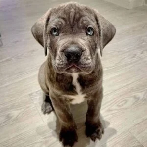 cane corso puppies for sale colorado