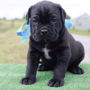 cane corso puppies in texas