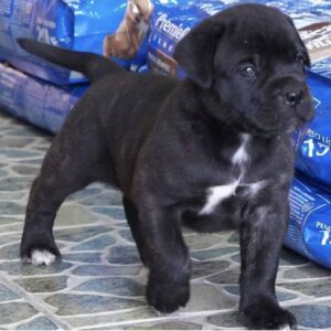 cane corso puppies colorado