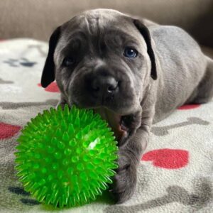 cane corso for sale near me