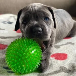 cane corso for sale near me